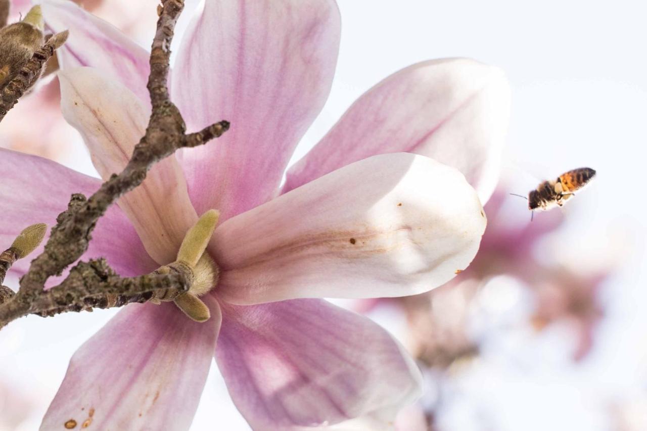 La Magnolia Bed & Breakfast Greve in Chianti Bagian luar foto