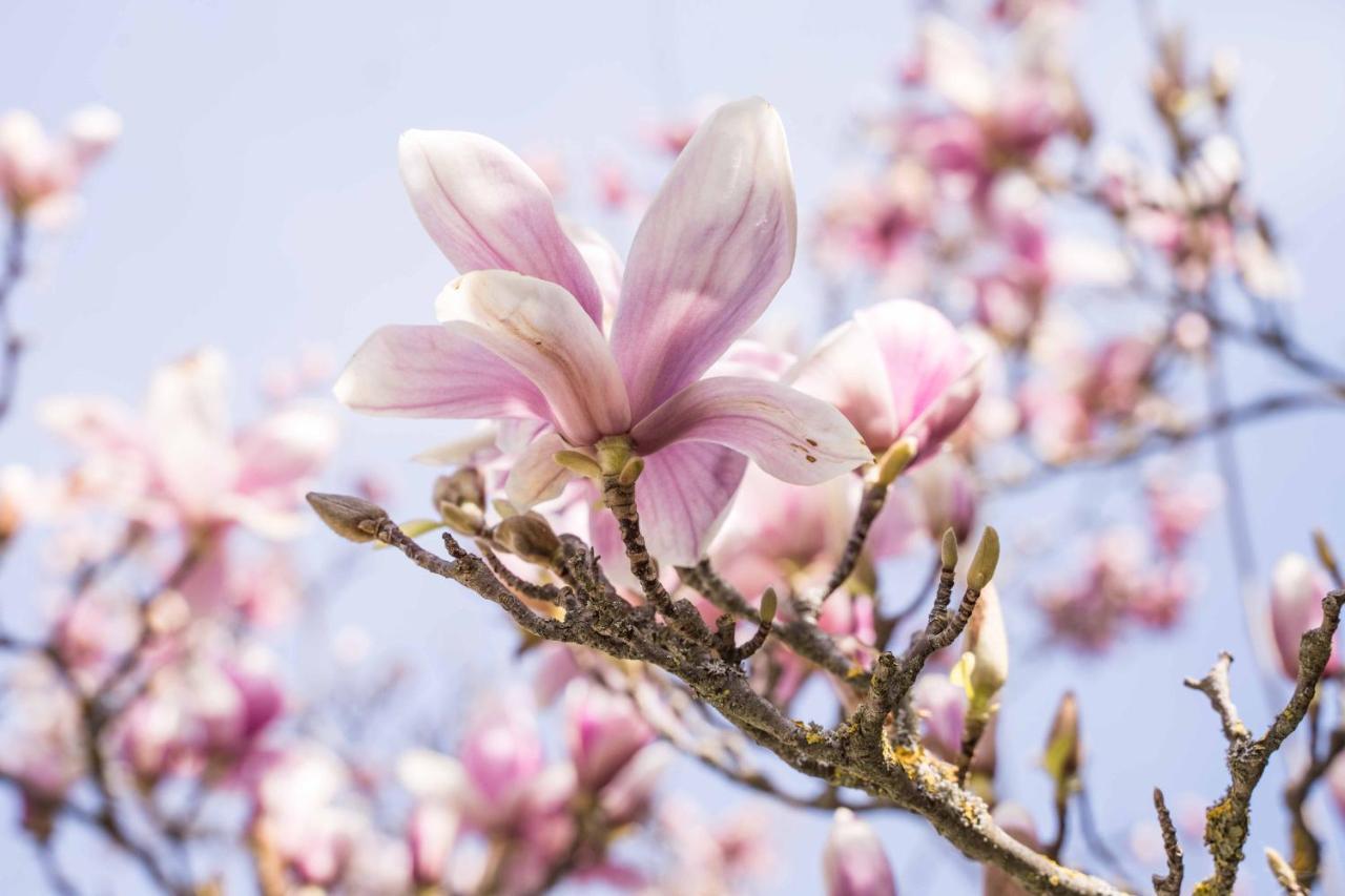 La Magnolia Bed & Breakfast Greve in Chianti Bagian luar foto